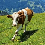 Golf & Trausmuth Monika Inkl Sommercard - Golfplatz 500 M Entfernt, Inkl Waschmaschine, Trockner *