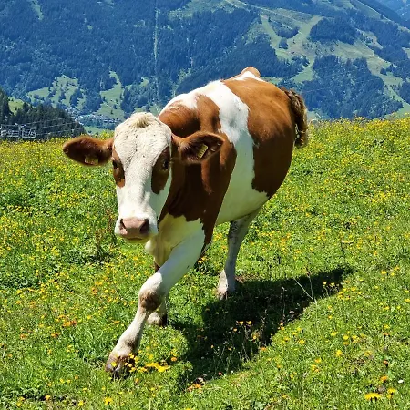 Golf & Trausmuth Monika Inkl Sommercard - Golfplatz 500 M Entfernt, Inkl Waschmaschine, Trockner *