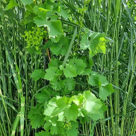 Apartman Golf & Trausmuth Monika Inkl Sommercard - Golfplatz 500 M Entfernt, Inkl Waschmaschine, Trockner Mittersill