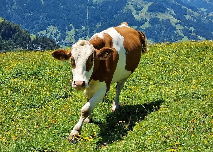 Golf&ski Trausmuth Monika Inkl Sommercard - Golfplatz 500 M Entfernt, Inkl Waschmaschine, Trockner *