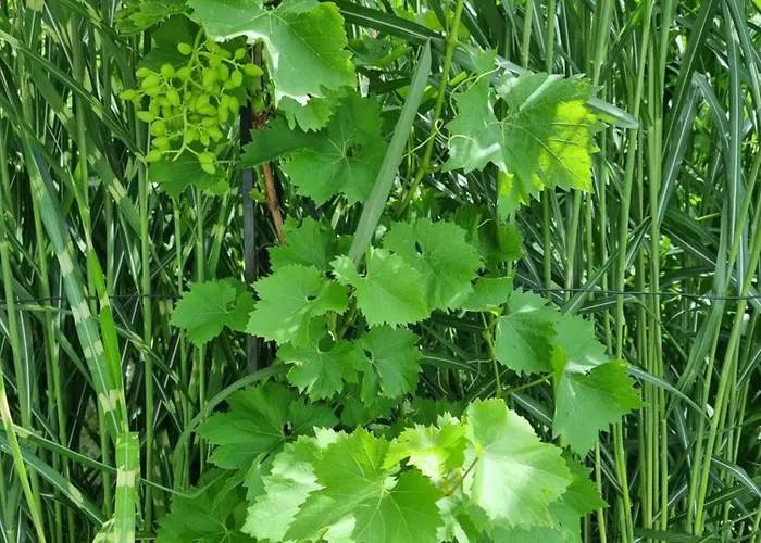 Apartment Golf&ski Trausmuth Monika Inkl Sommercard - Golfplatz 500 M Entfernt, Inkl Waschmaschine, Trockner Mittersill